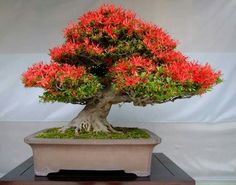 Detail Bonsai Asoka Juara Nomer 21