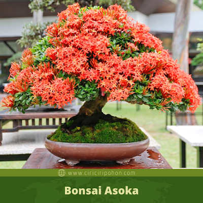 Detail Bonsai Asoka Juara Nomer 25