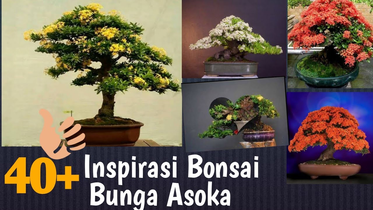 Detail Bonsai Asoka Juara Nomer 4