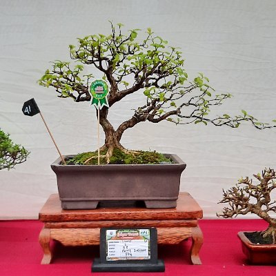 Detail Bonsai Asoka Juara Nomer 42