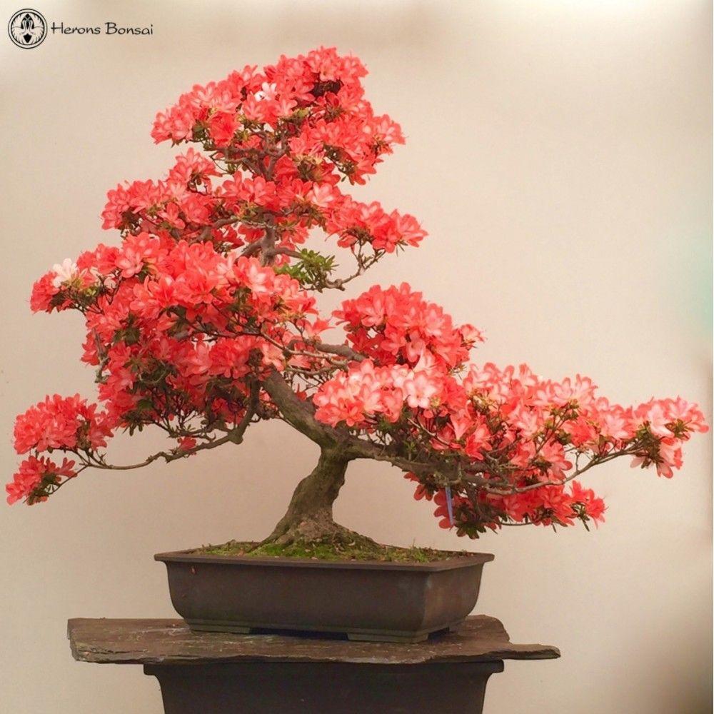 Detail Bonsai Asoka Juara Nomer 43