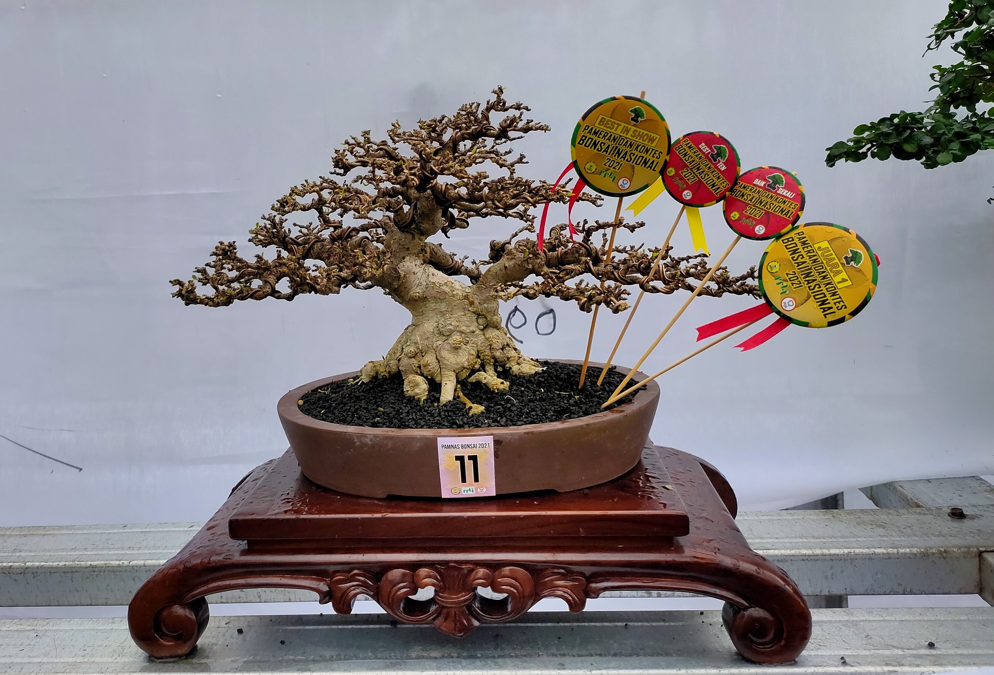 Detail Bonsai Asoka Juara Nomer 49