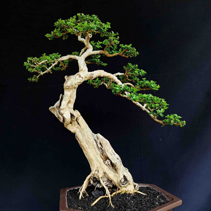 Detail Bonsai Asoka Juara Nomer 53