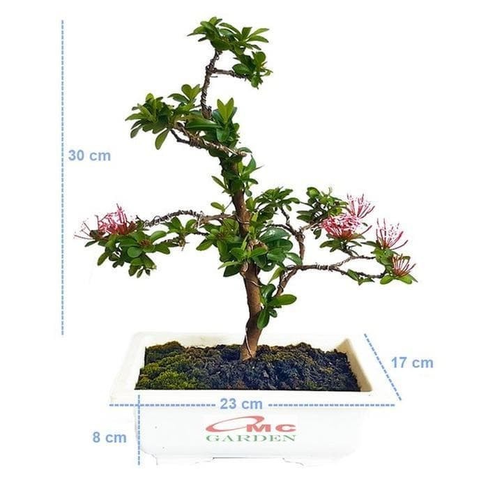 Detail Bonsai Asoka Juara Nomer 57