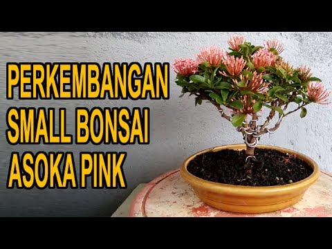 Detail Bonsai Asoka Mini Nomer 11