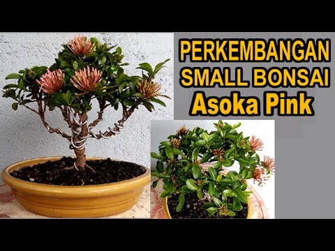 Detail Bonsai Asoka Mini Nomer 22