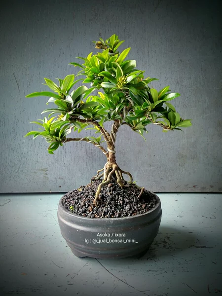 Detail Bonsai Asoka Mini Nomer 25