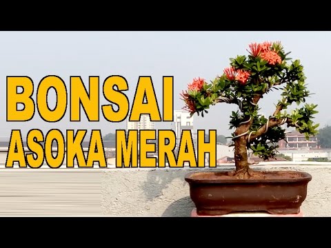 Detail Bonsai Asoka Mini Nomer 27