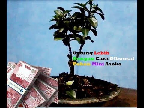 Detail Bonsai Asoka Mini Nomer 31