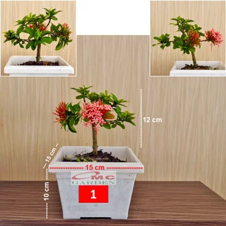 Detail Bonsai Asoka Mini Nomer 36