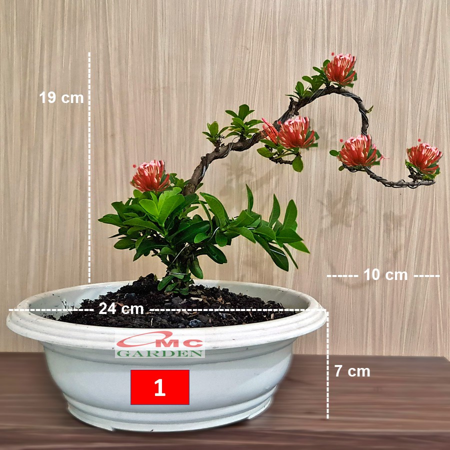 Detail Bonsai Asoka Mini Nomer 37