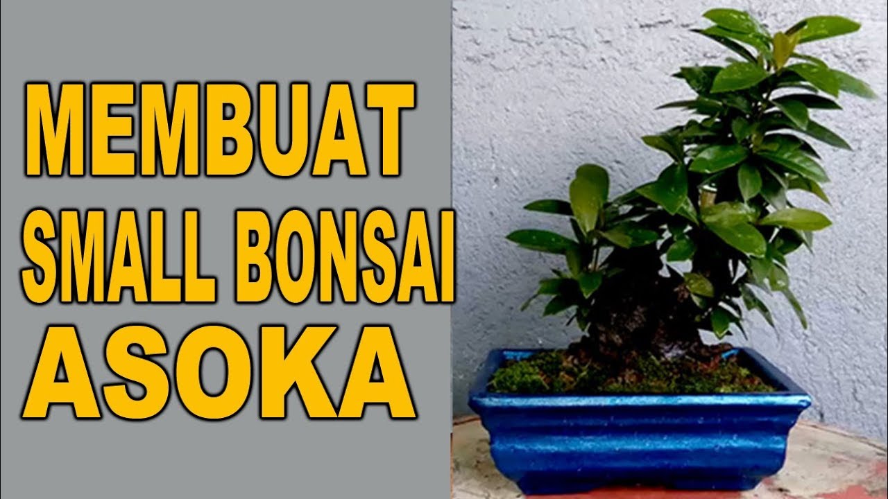 Detail Bonsai Asoka Mini Nomer 42