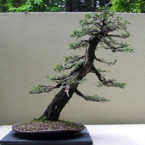 Bonsai Batang Miring - KibrisPDR