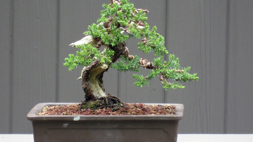 Detail Bonsai Batang Miring Nomer 12