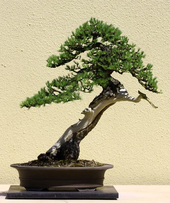 Detail Bonsai Batang Miring Nomer 2