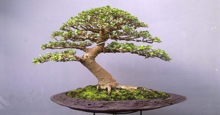 Detail Bonsai Batang Miring Nomer 18