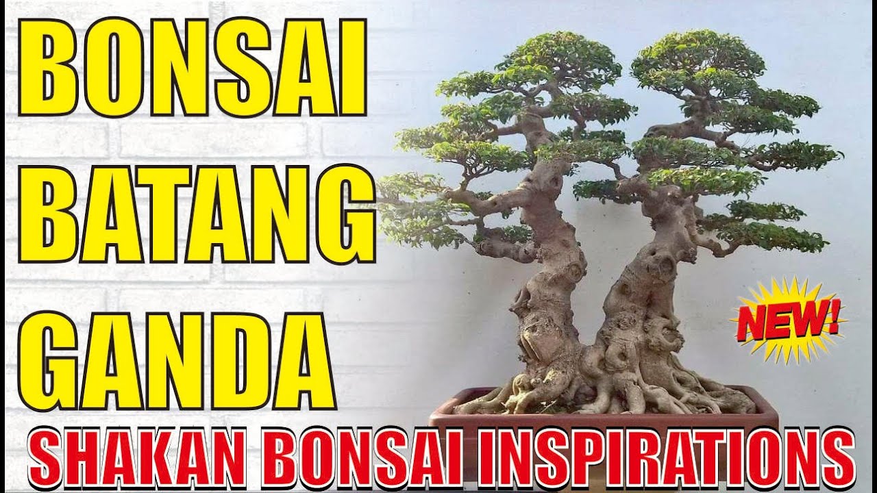 Detail Bonsai Batang Miring Nomer 20