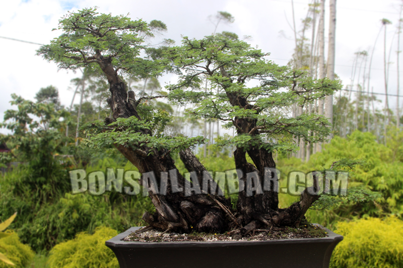 Detail Bonsai Batang Miring Nomer 21