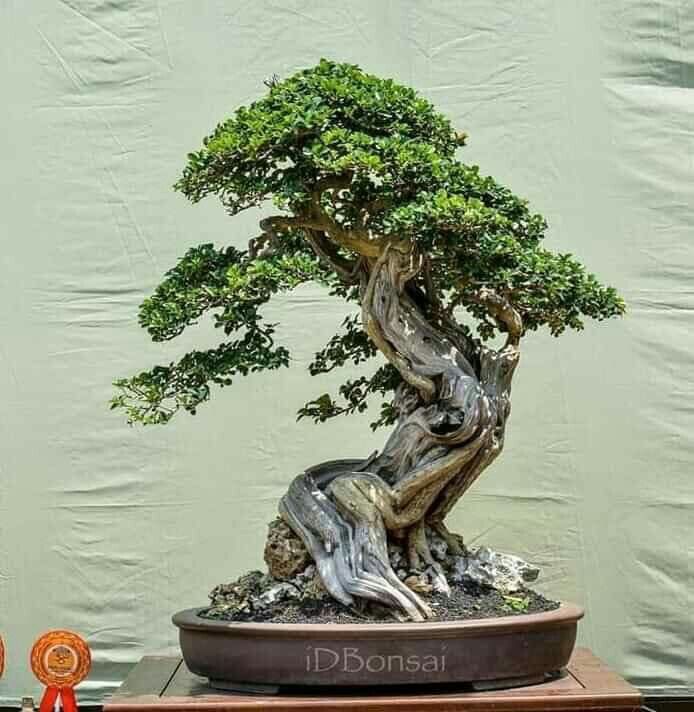 Detail Bonsai Batang Miring Nomer 25