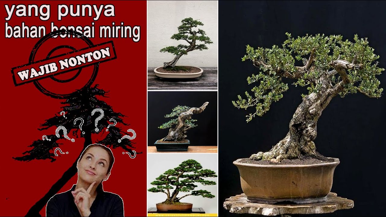 Download Bonsai Batang Miring Nomer 3