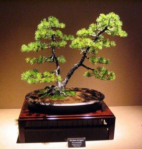 Detail Bonsai Batang Miring Nomer 34