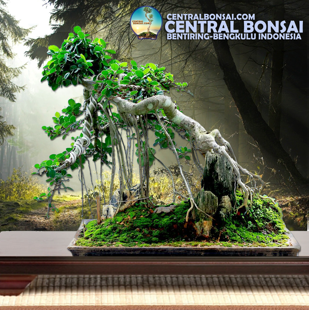 Detail Bonsai Batang Miring Nomer 4