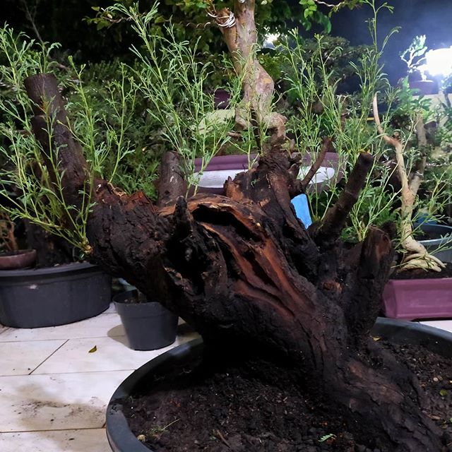 Detail Bonsai Batang Miring Nomer 39