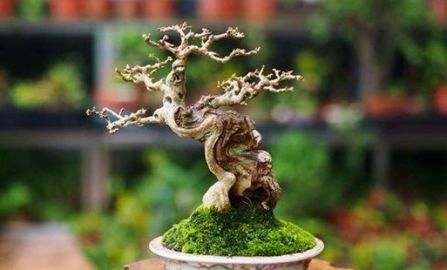 Detail Bonsai Batang Miring Nomer 53