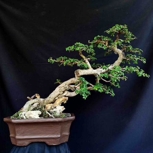 Detail Bonsai Batang Miring Nomer 7