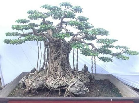 Detail Bonsai Beringin Benjamin Nomer 11