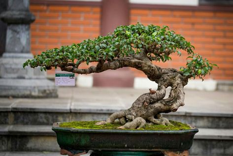 Detail Bonsai Beringin Benjamin Nomer 12