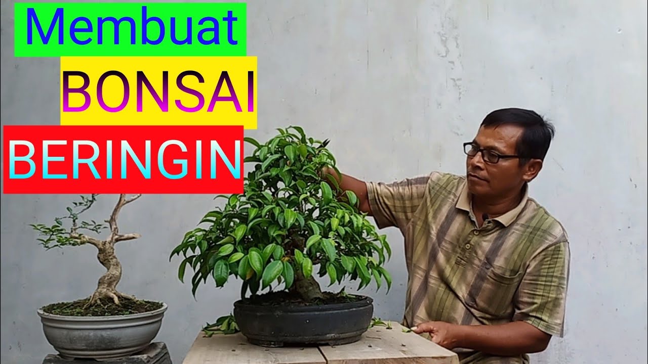 Detail Bonsai Beringin Benjamin Nomer 13