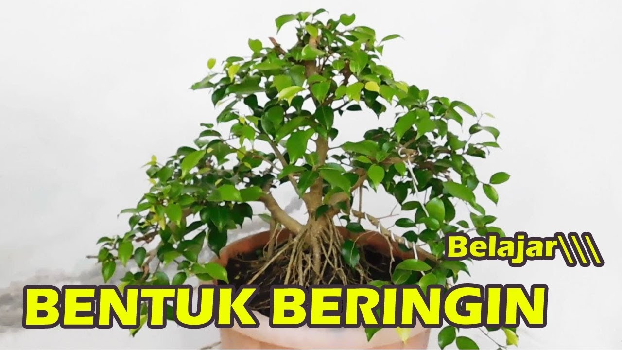 Detail Bonsai Beringin Benjamin Nomer 15