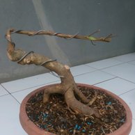 Detail Bonsai Beringin Benjamin Nomer 20