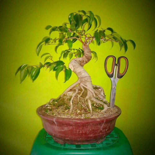 Detail Bonsai Beringin Benjamin Nomer 23