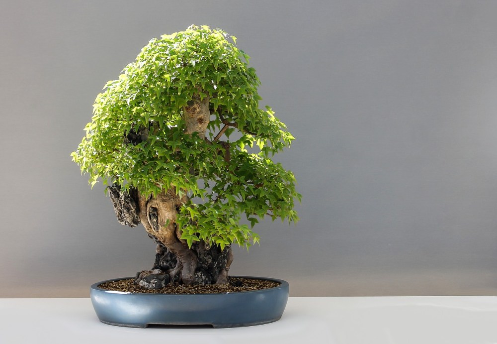 Detail Bonsai Beringin Benjamin Nomer 31