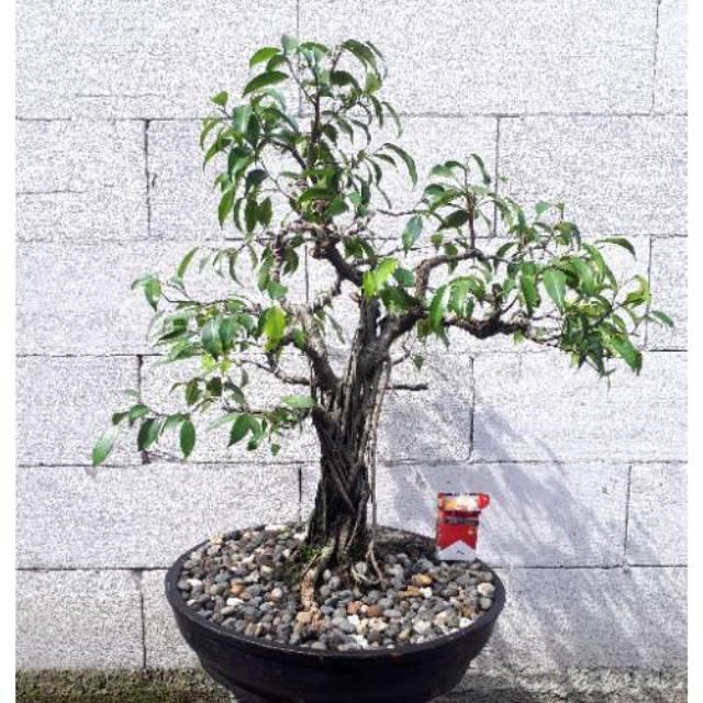 Download Bonsai Beringin Benjamin Nomer 33