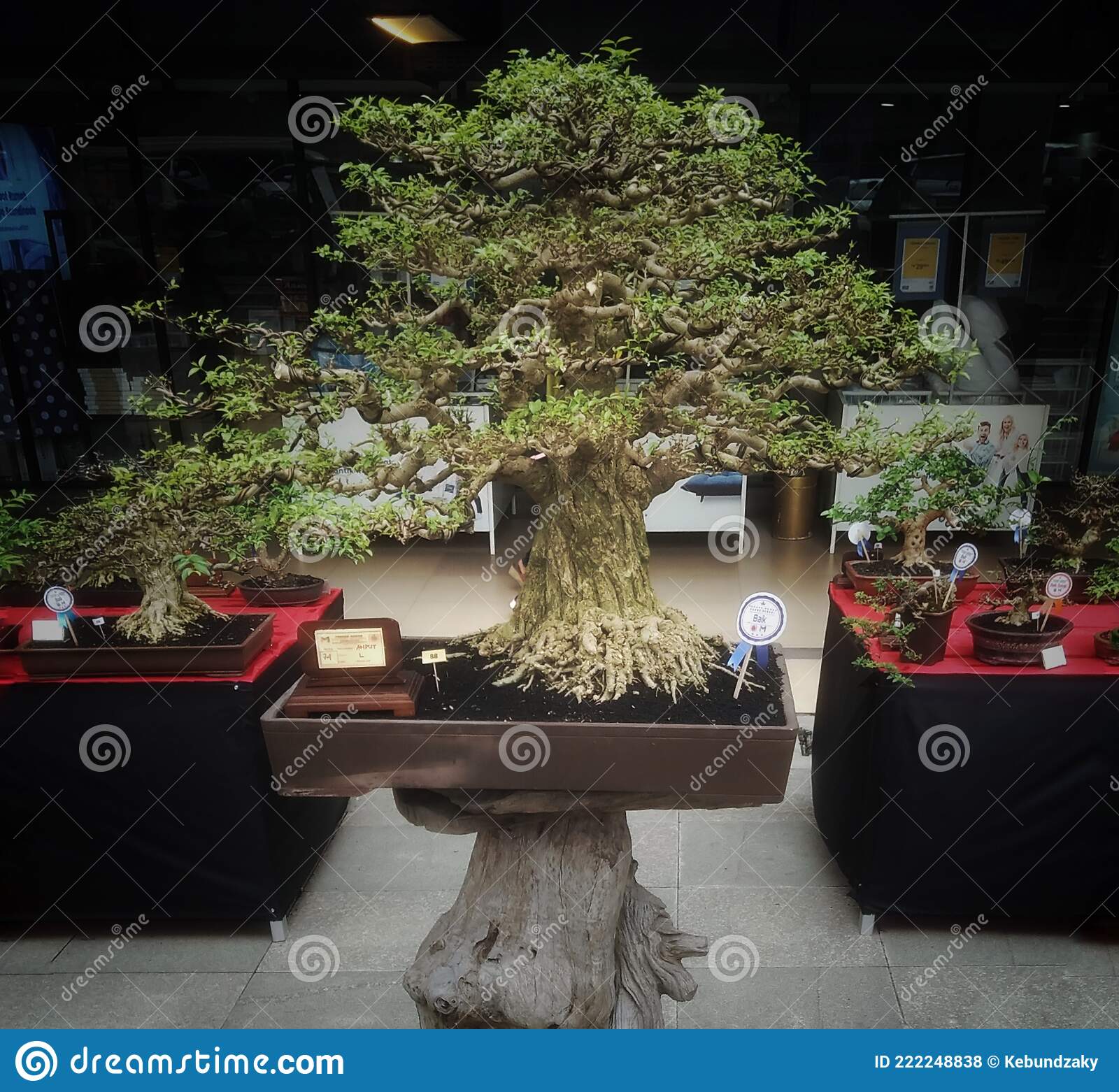 Detail Bonsai Beringin Benjamin Nomer 35