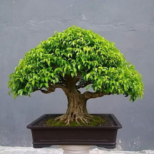 Detail Bonsai Beringin Benjamin Nomer 42