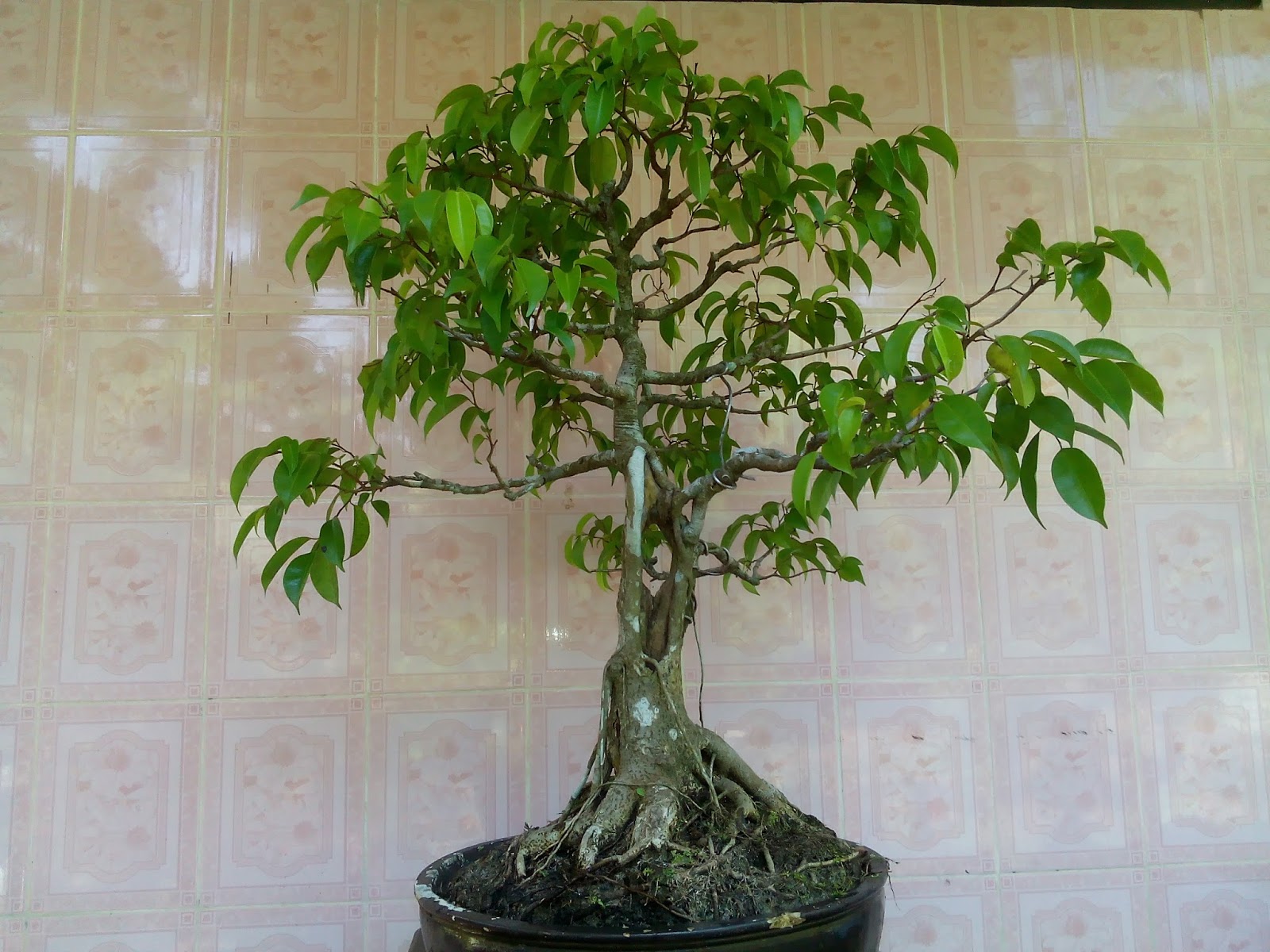 Detail Bonsai Beringin Benjamin Nomer 44