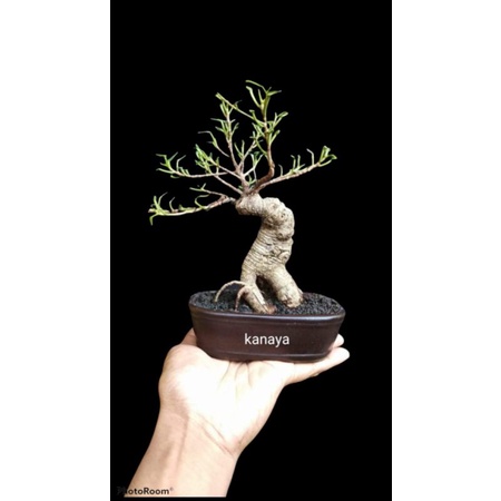 Detail Bonsai Beringin Benjamin Nomer 48