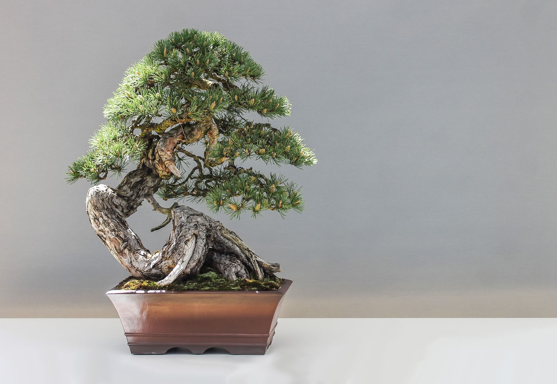 Detail Bonsai Beringin Benjamin Nomer 50