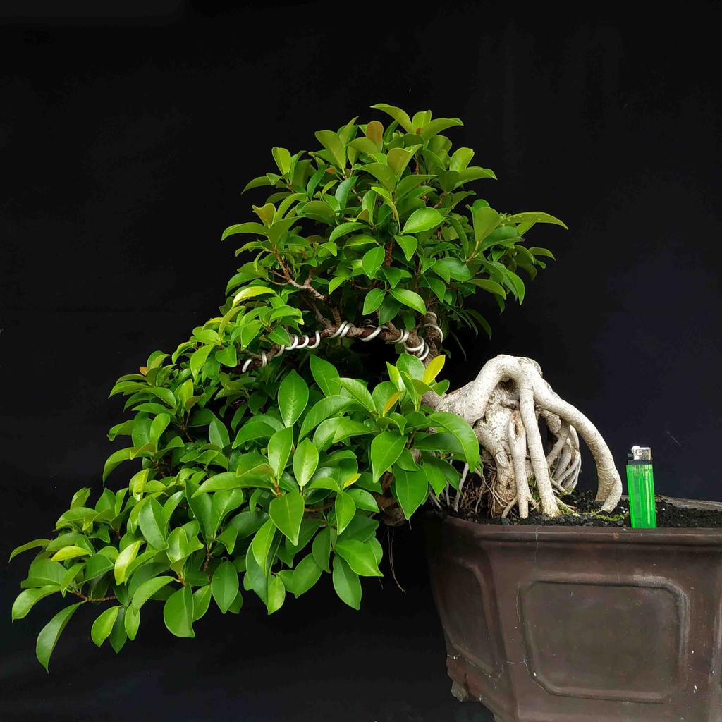 Detail Bonsai Beringin Benjamin Nomer 52