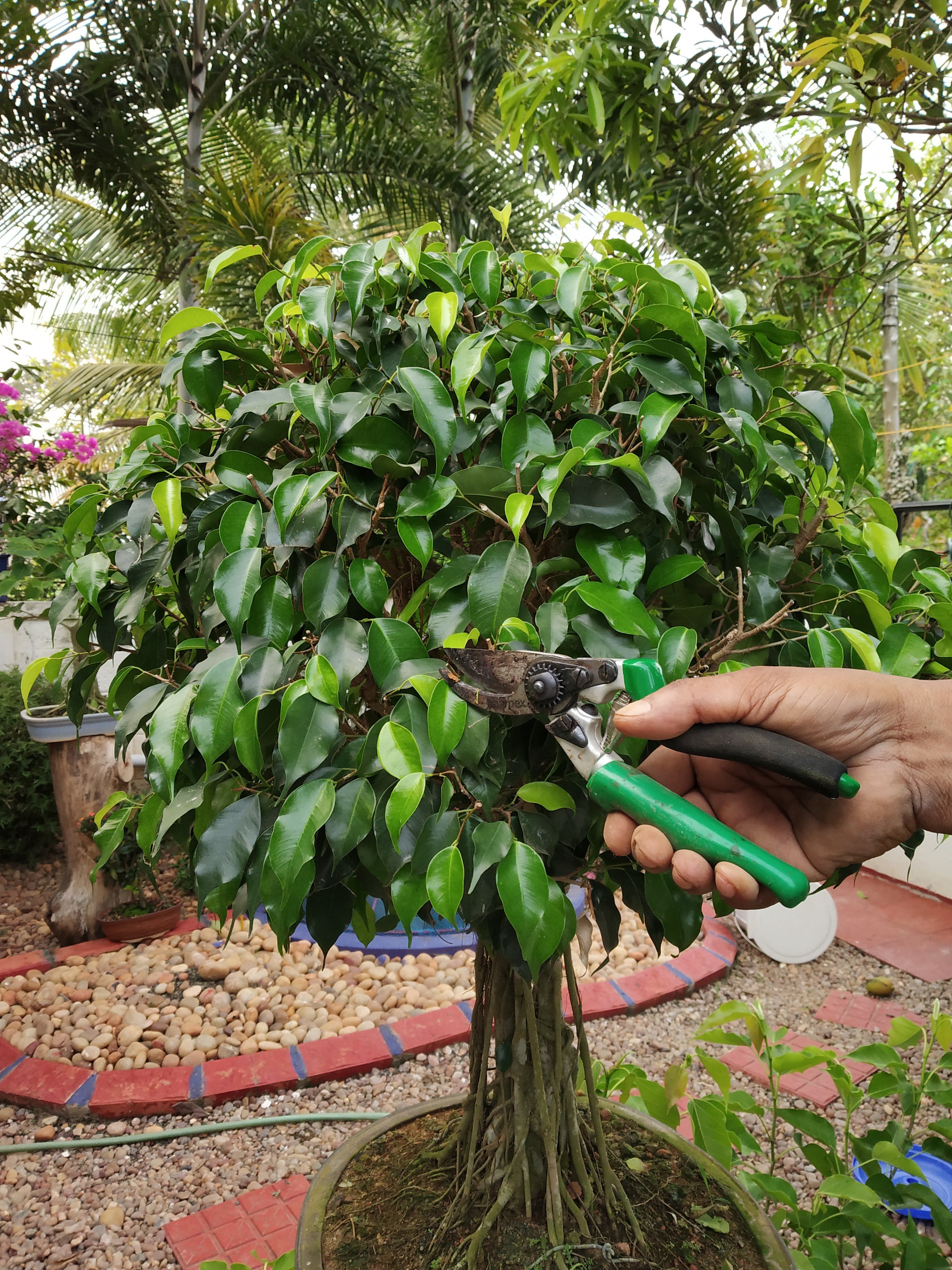 Detail Bonsai Beringin Benjamin Nomer 53