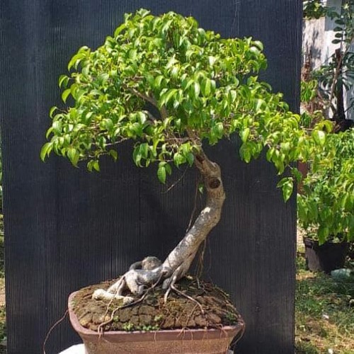 Detail Bonsai Beringin Benjamin Nomer 56