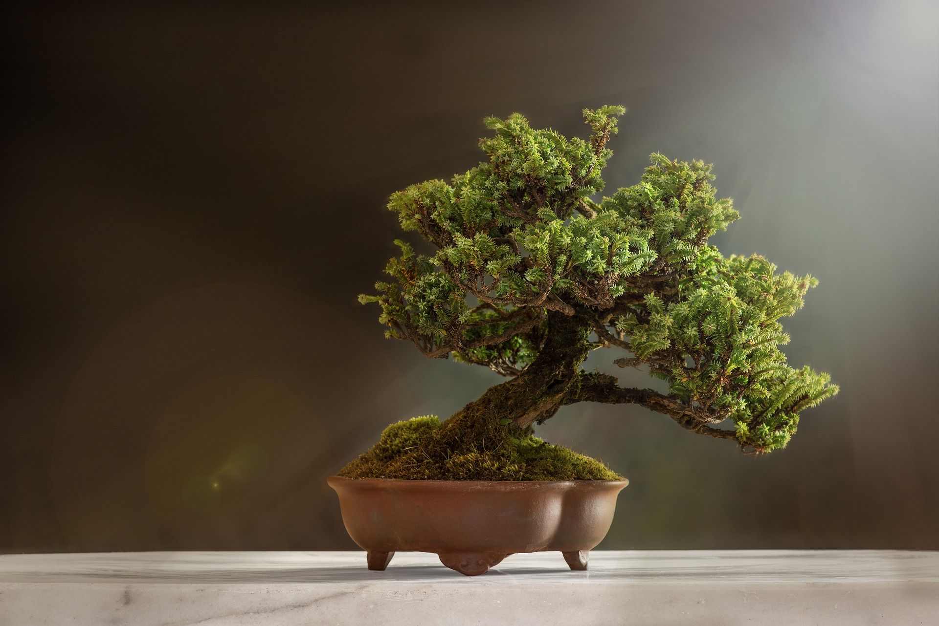 Detail Bonsai Beringin Benjamin Nomer 58