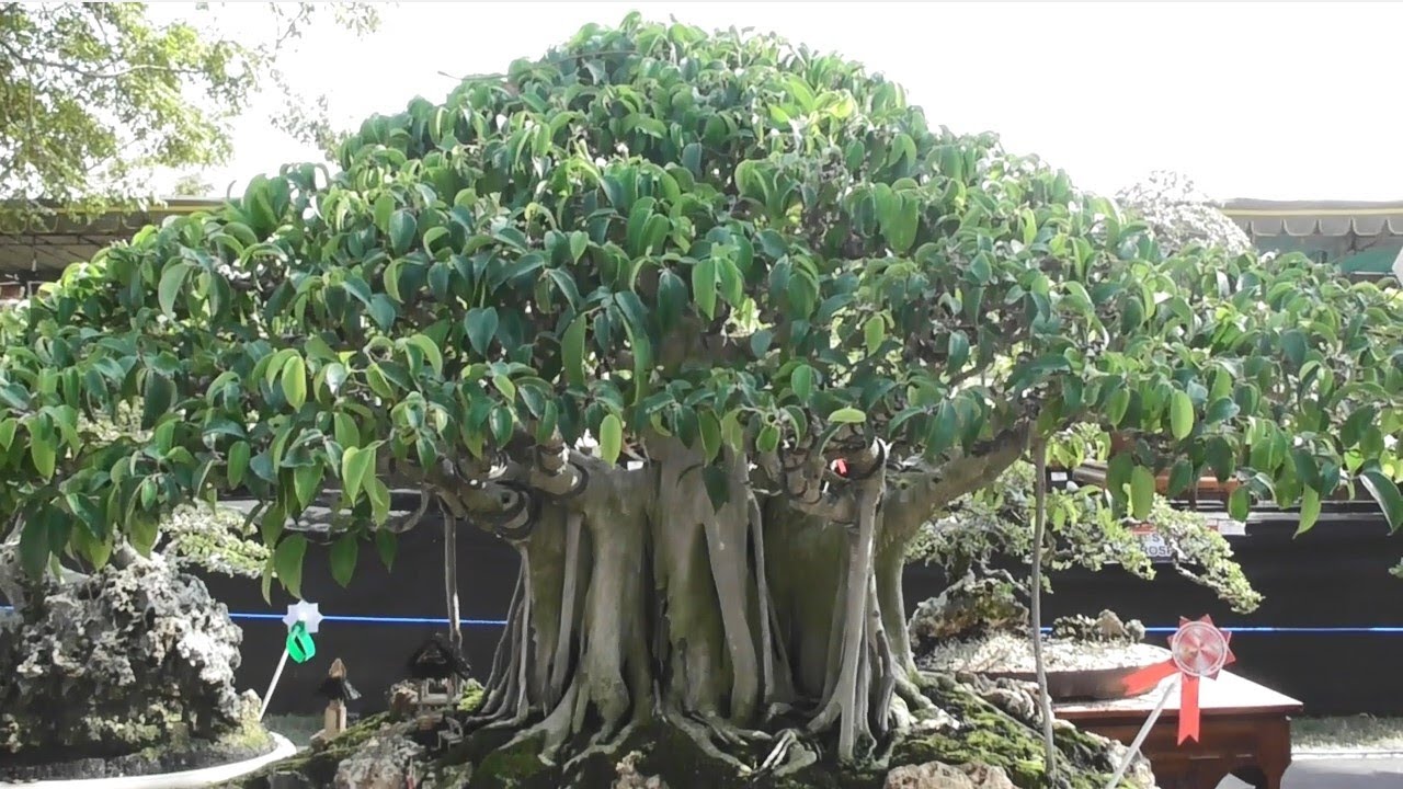 Detail Bonsai Beringin Benjamin Nomer 7