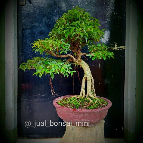 Detail Bonsai Beringin Benjamin Nomer 8