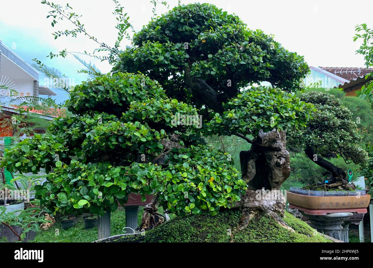 Detail Bonsai Beringin Benjamin Nomer 10