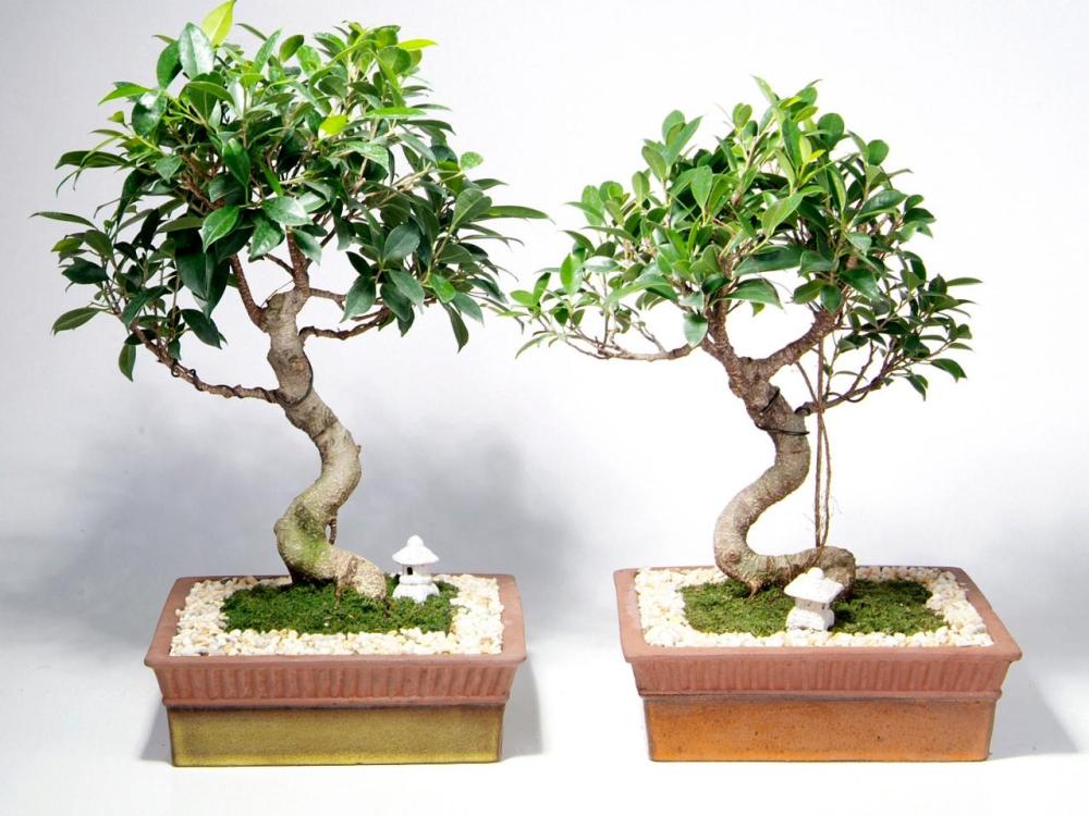 Bonsai Beringin Kecil - KibrisPDR